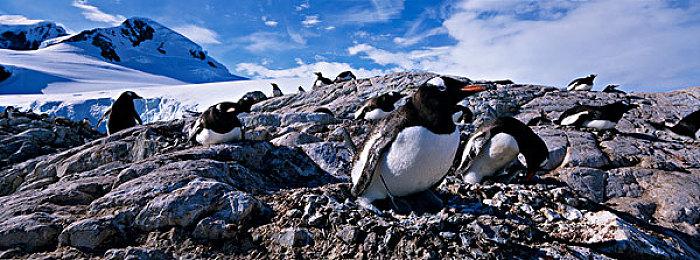 CDPR确认白狼杰洛特会出现在《巫师4》中